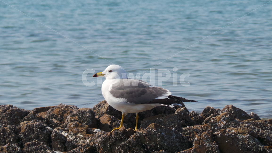 갈매기,새,조류,동물,bird,동물,animal,조류,새,birds