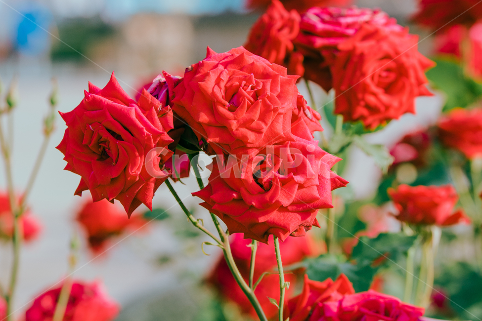 장미,꽃,flower,rose,공원,배경,빨강,초록,낭만,감성,정열,식물,자연,plants,nature,꽃,flower