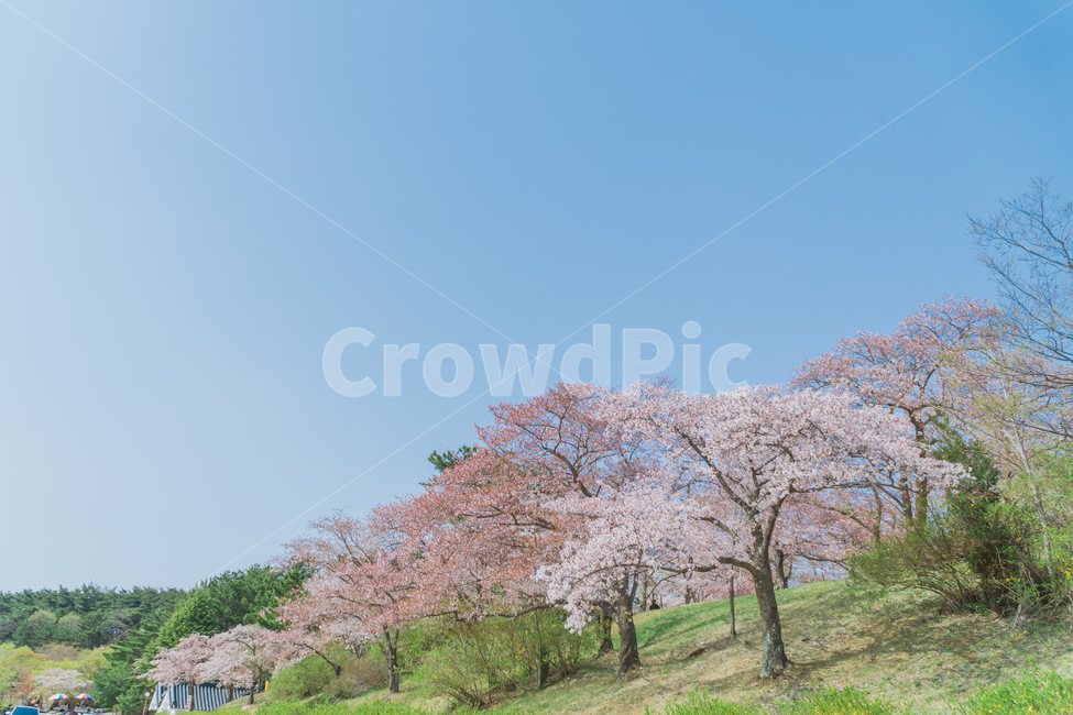 벚꽃,경주,식물,plant,flower,cherryblossom,식물,자연,plants,nature,꽃,flower