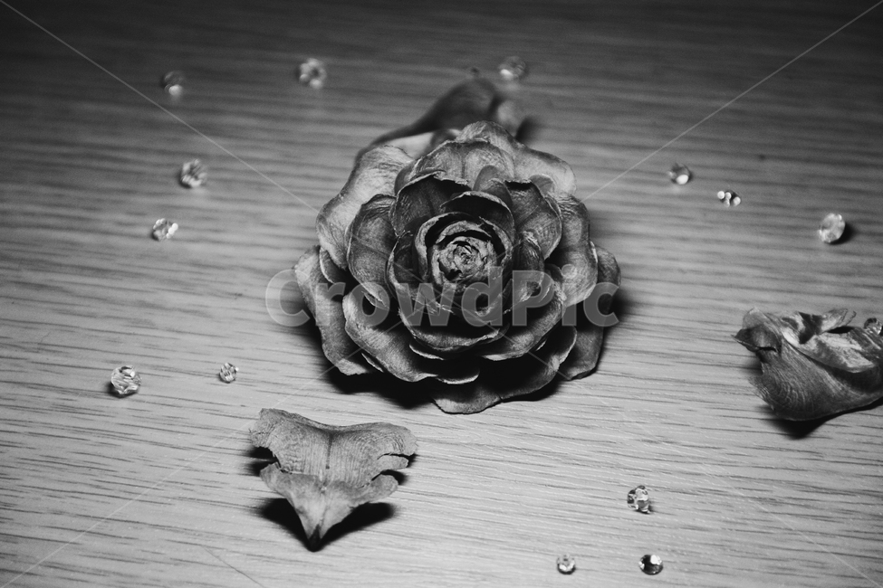 흑백,꽃,흑백사진,감성,자연,꽃,flower,흑백,모노톤,monochrome,black and white,연출,컨셉,콘셉,direction,concept