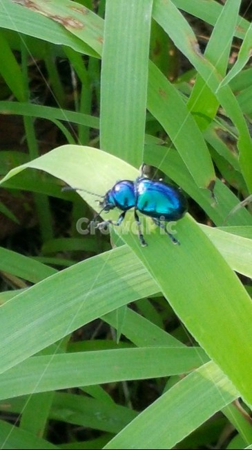 곤충,풍뎅이,청동풍뎅이,여름곤충,냇가곤충,동물,animal,곤충,벌레,insect,bug