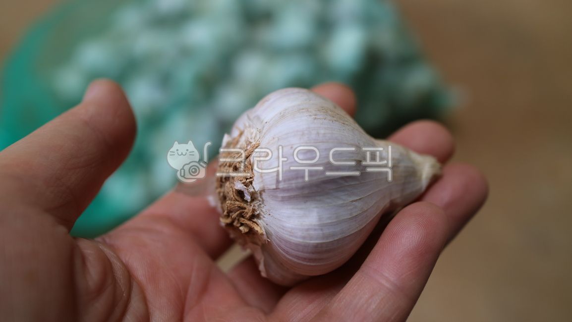 식물,마늘,마늘측면,말린마늘,6쪽마늘