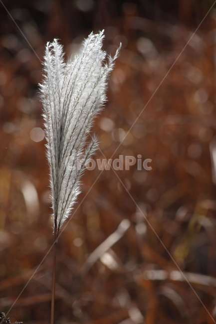 억새,꽃,식물,가을,flamegrass,가을,계절,fall,autumn,season,식물,자연,plants,nature,grass,잔디,plant,lawn