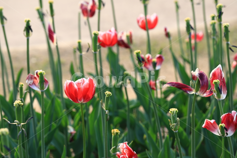 꽃,튤립,접사,봄,자연,flower,macro,spring,natural,nature,빨강,red,봄,계절,spring,season,식물,자연,plants,nature,꽃,flower,감성,sensible,feeling,plant