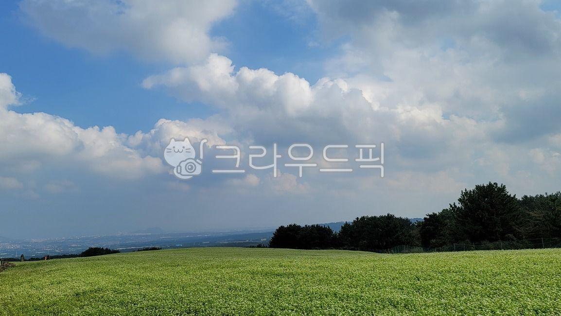 sky,mail flower,buckwheat,nature,Im confused,jeju island