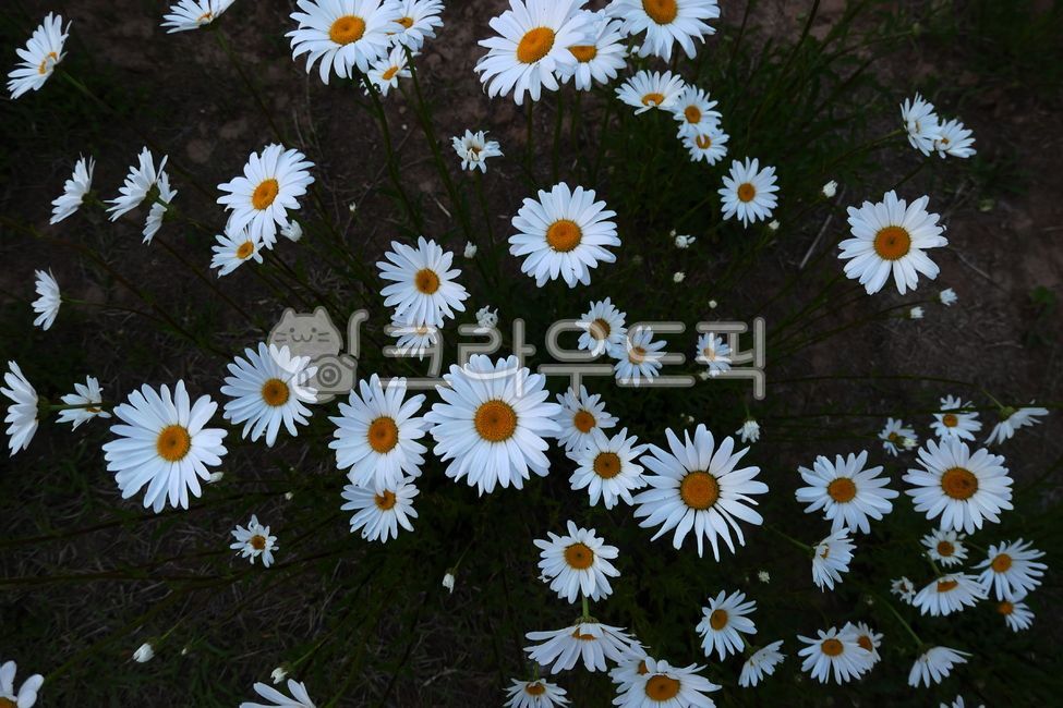 Shasta Daisy,daisy,flower