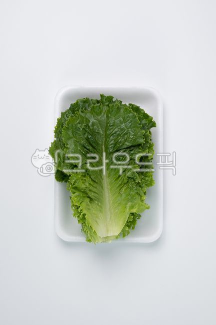 상추,아삭이상추,쌈,쌈채소,식재료,신선식품,식품,채소,야채,음식,식재료,요리,food,cook,meal,dishes,food reserves,채소,야채,vegetables