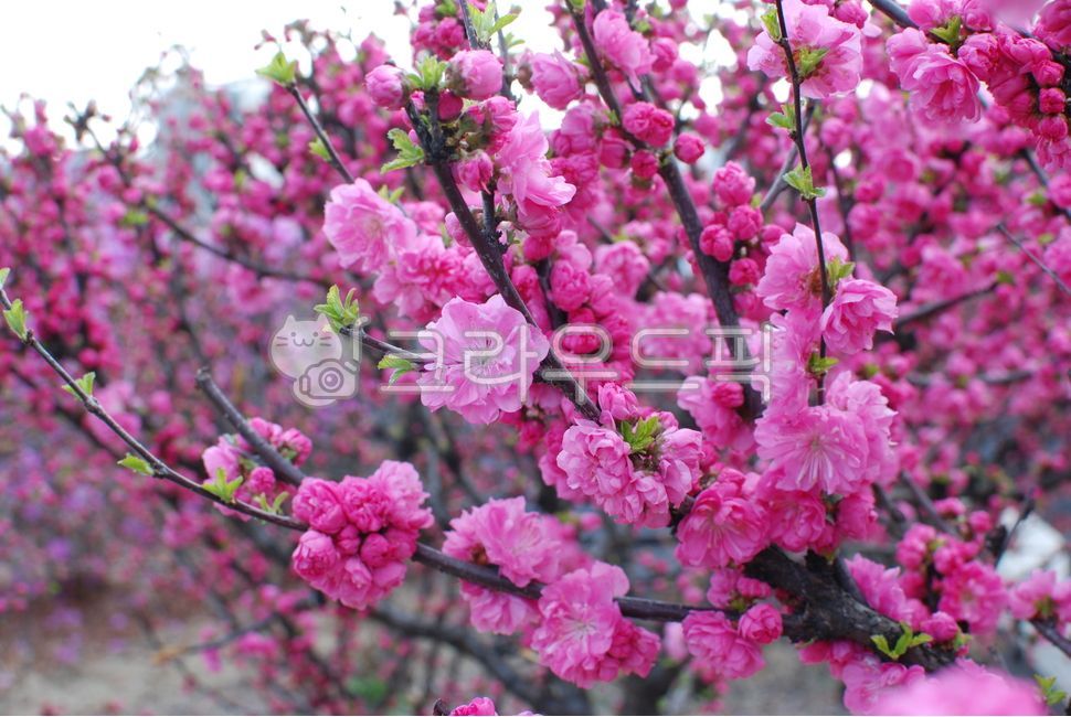 deeppink,sun peach blossom,nature,peachblossom,flower,spring,Red,red,fragrance,Dark pink,radiantflower,Scent,peach blossom