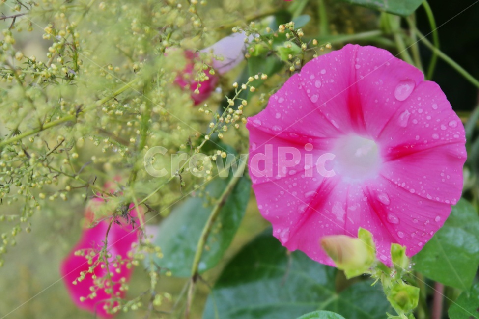나팔꽃,자주색,통꽃,자주색꽃,빗방울,이슬,꽃,여름꽃,덩굴식물,purple,flower,blossom,plant,자연,green,초록,식물,비에젖은,식물,자연,plants,nature,꽃,flower