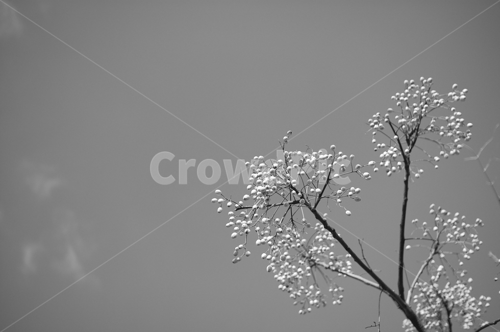 탱자나무,나무,꽃,겨울,열매,나무,trees,wood,과일,열매,fruit