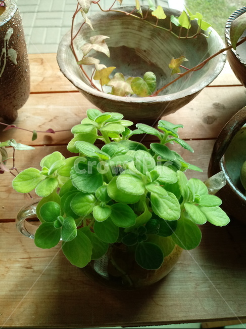 식물,소품,장식용,화분,plant,leaf,잎,도기류,식물,자연,plants,nature