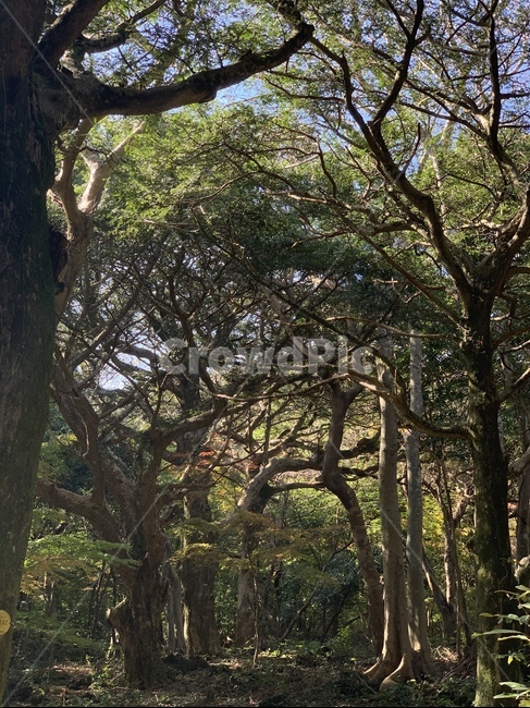 자연,나무,터널,초록,나무터널,plant,비자림,제주,여유