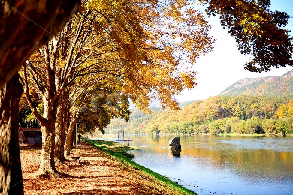 송호리,캠핑장,여행,사진출사지,충북영동,가을,계절,fall,autumn,season,자연,풍경,nature,landscape,한국자연풍경,한국자연경관,korea nature landscape,식물,plants,나무,trees,wood,plant,tree,water,물,outdoors,옥외