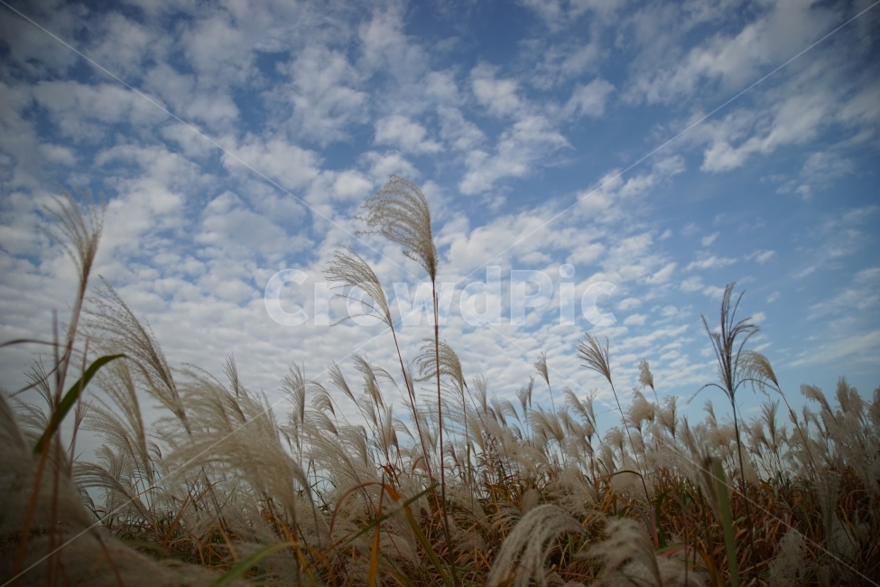 하늘,sky,풍경,landscape,억새,감성,구름,croud,식물,plant,하늘공원,가을,fall,바람,wind,초원,forest,가을,계절,fall,autumn,season,자연,풍경,nature,landscape,grass,잔디,lawn
