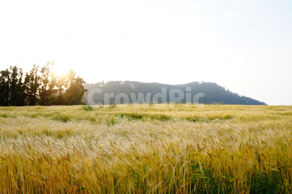 보리밭,보리,청보리,황금보리,들판,빛,봄,봄풍경,익다,수확,추수,봄사진,spring,barley,밀,해질무렵,해질녘,field,자연,풍경,nature,landscape,들,grassland,목초지,outdoors,옥외,grass,잔디,plant,식물