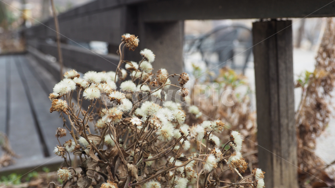 야생화,식물,야외,wildflower,plant,outdoor
