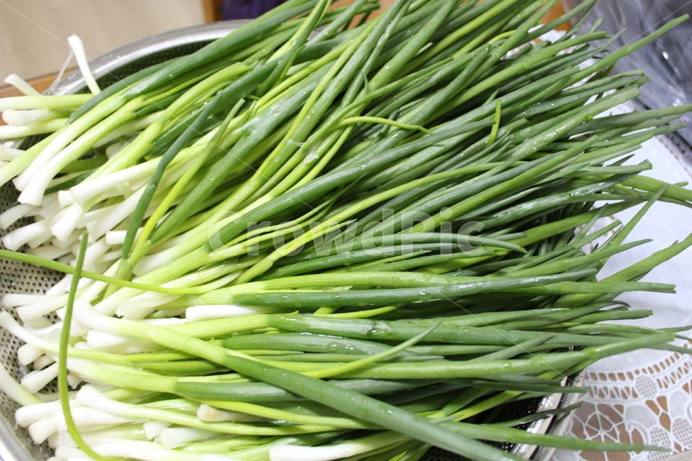 쪽파,파,식재료,농작물,식물,반찬,녹색,스텐레스그릇,food,음식,음식,식재료,요리,food,cook,meal,dishes,food reserves