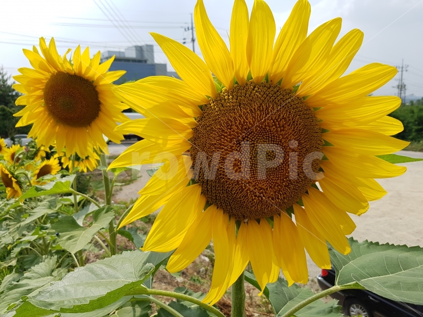 해바라기,꽃,그대만보기,기다림,노란색,여름,계절,summer,season,식물,자연,plants,nature,꽃,flower,plant,blossom,sunflower