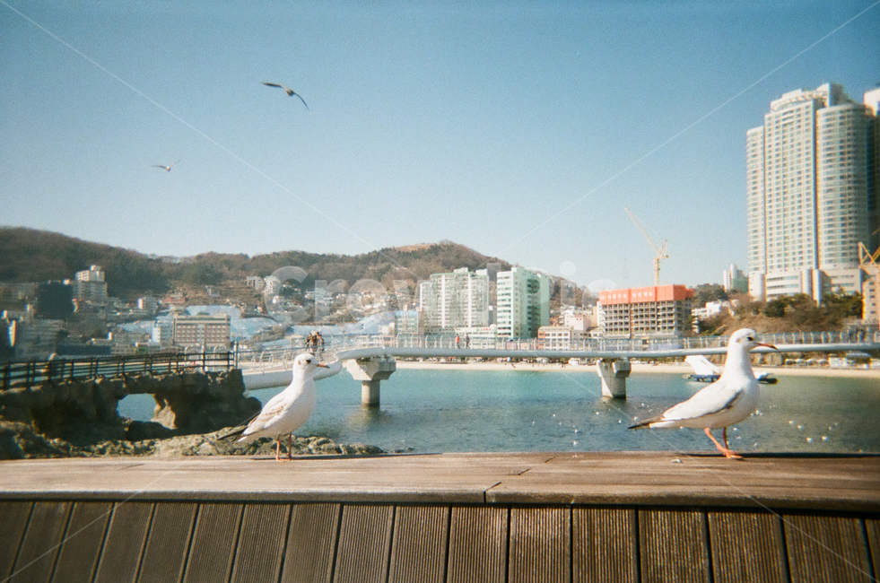 부산,갈매기,부산갈매기,seagul,동물,animal,bird,새,조류,새,birds