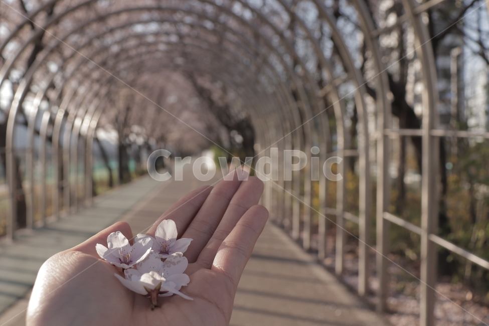 남자손,벚꽃,벚꽃길,꽃,꽃잎,봄,계절,spring,season,꽃,flower,plant,식물,handrail,난간,banister
