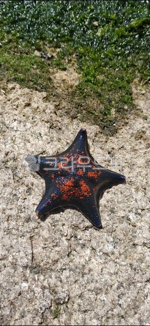 별불가사리,불가사리,바다,생물,해양