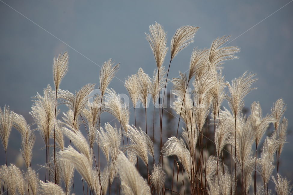 억새,꽃,식물,가을,flamegrass,가을,계절,fall,autumn,season,식물,자연,plants,nature,grass,잔디,plant,lawn