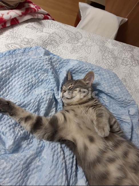 고양이,반려묘,자는고양이,코리안숏헤어,집고양이,누운고양이,cat,sleep,sleepingcat,koreanshorthair,pet