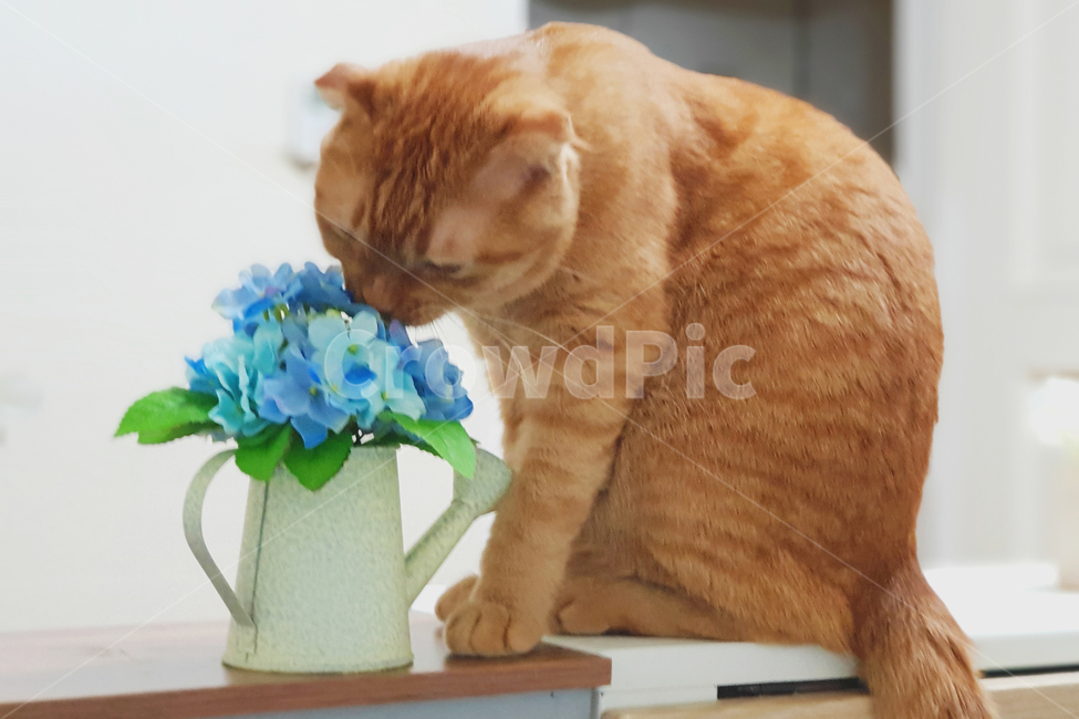고양이,실내,동물,귀여운,치즈냥,동글,스코티쉬폴드,장화신은고양이,동물,animal,포유류,mammal,고양이,cat,kitten,kitty