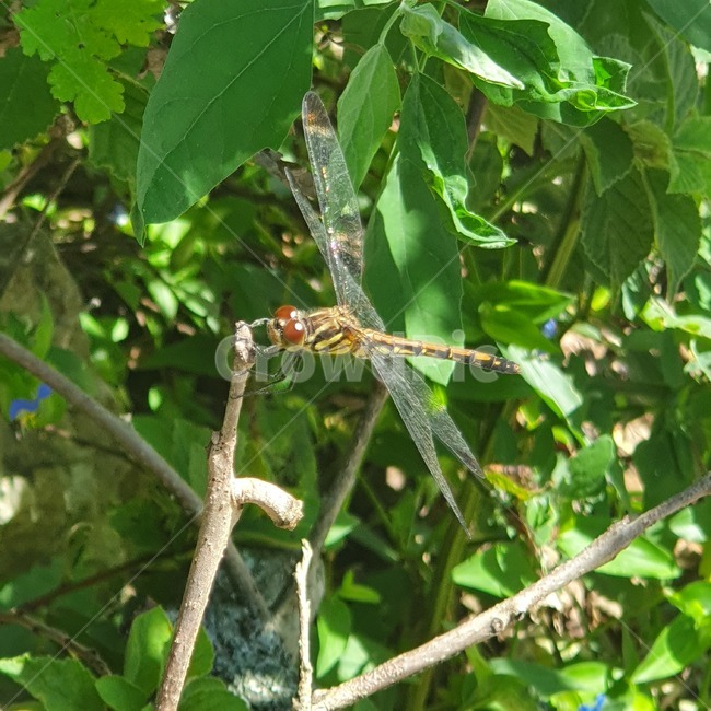잠자리,dragonfly,insect,곤충,animal,동물,식물,자연,plants,nature