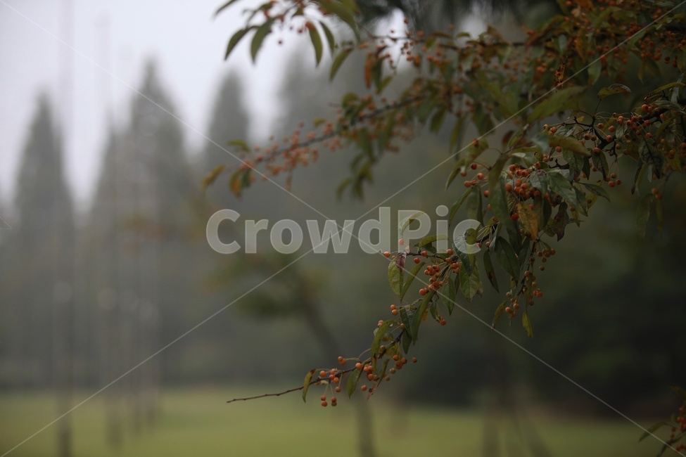 Fruit,Incheon Grand Park,fruition,sight,tree