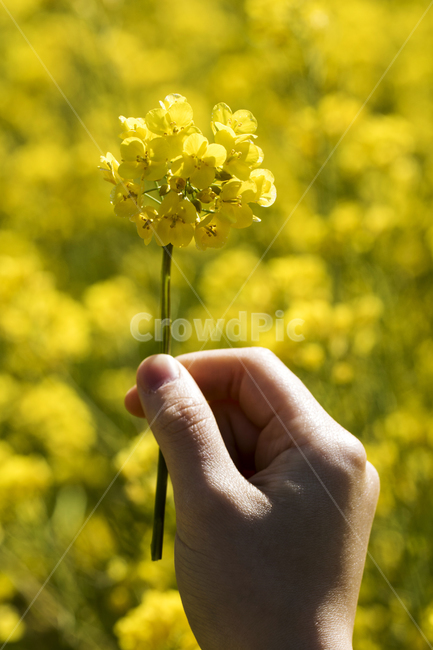 유채,유채꽃,손,봄,봄꽃,봄,계절,spring,season