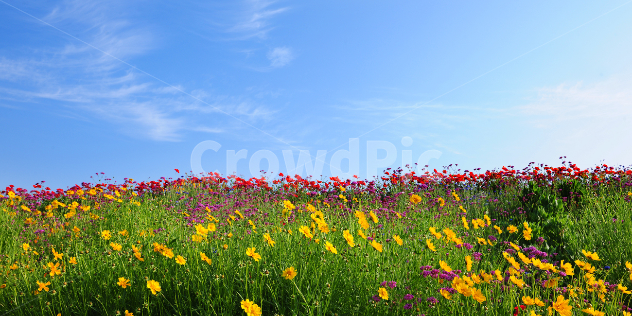 grassland,outdoors,nature,field,자연,countryside,농촌,rural,farm,meadow,목초지,꽃동산,꽃,구름,하늘,풍경,들판,지평선,언덕,구도