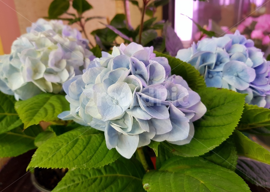 수국,꽃,bigleafhydrangea,여름꽃,꽃다발,식물
