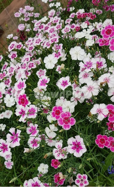 꽃,식물,분홍,화단,꽃밭,식물,자연,plants,nature,꽃,flower