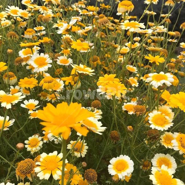 꽃,쑥갓꽃,쑥갓,봄,flower