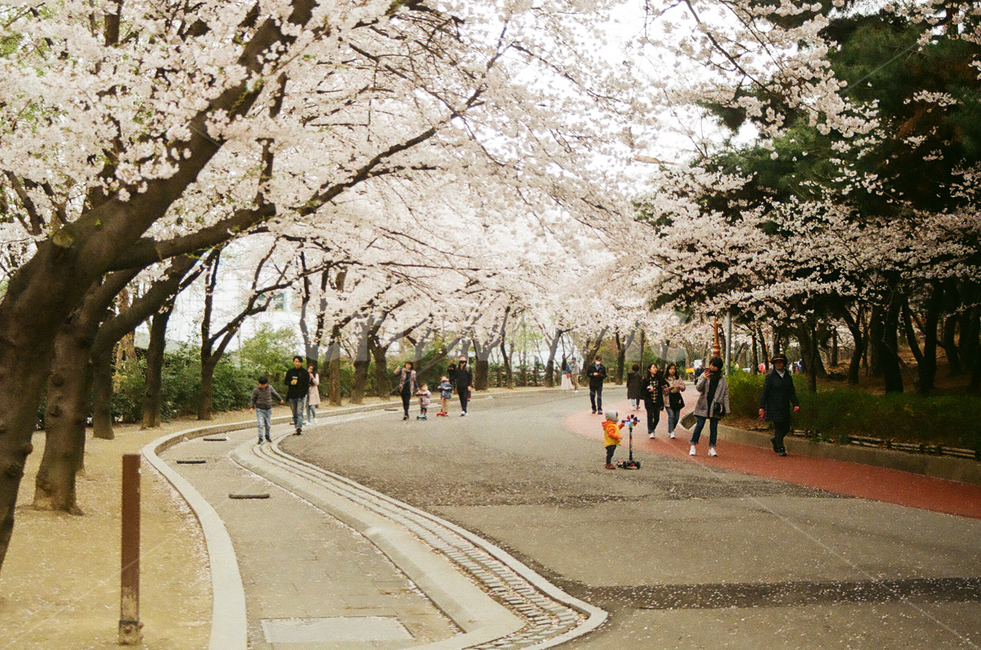 봄,벚꽃,cherryblossom,blossom,flowers,풍경,봄꽃,벚나무,계절,spring,season,식물,자연,plants,nature,꽃,꽃길,flower,나무,trees,wood,plant,감성,감성사진,빈티지,아날로그,필름,필름사진,필름카메라,film,filmcamera,sensible,feeling,공원,산책,가족,family,봄,계절,spring,season