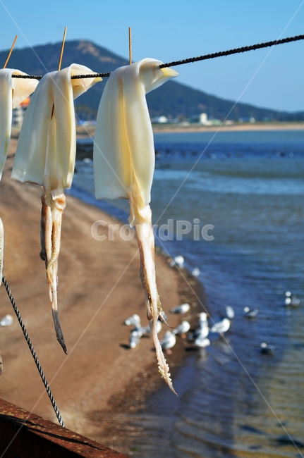 한치,제주,바다,바닷가,오징어,갈매기,배경화면,음식,식재료,요리,food,cook,meal,dishes,food reserves,수산물,해산물,fishery products,seafood