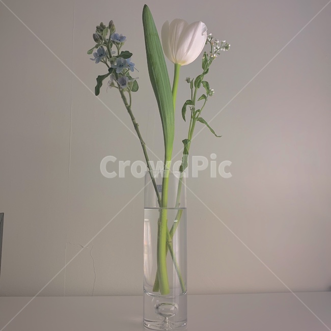 plant,식물,vase,flowerarrangement,꽃,장식,튤립,안개꽃,꽃다발,화병,art,flower,jar,이케바나,도기류,pottery,식물,자연,plants,nature,꽃,flower