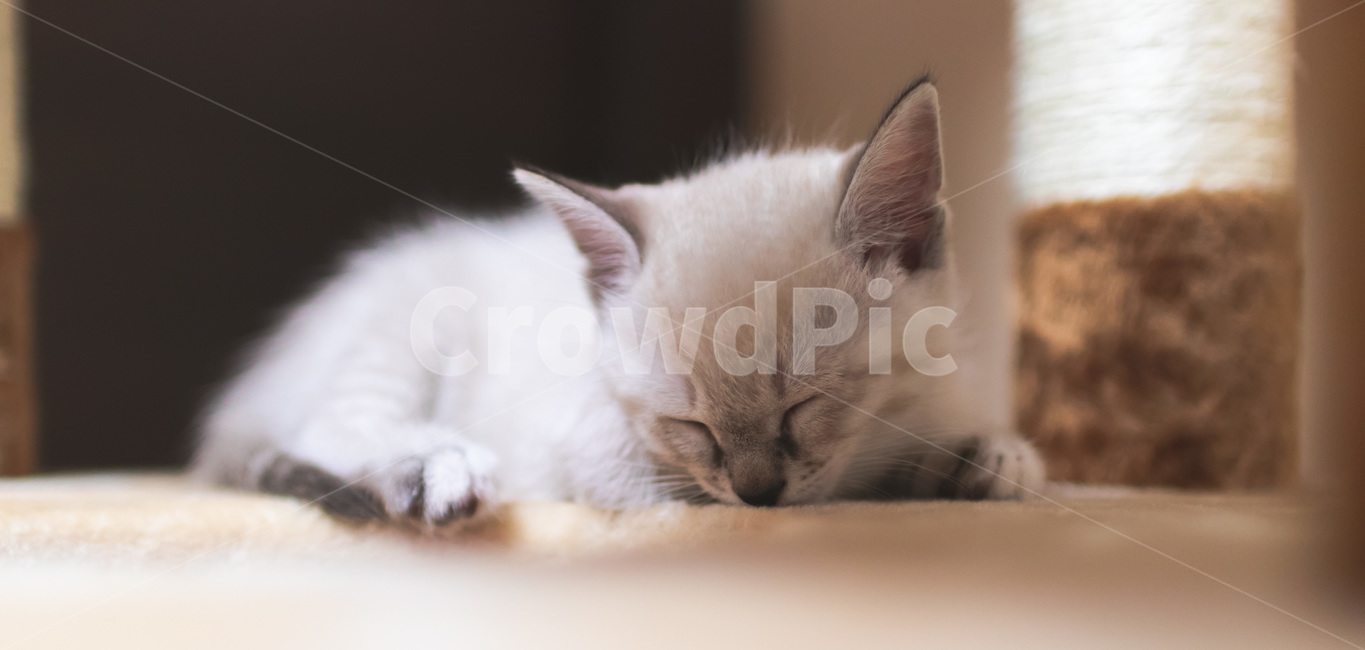 고양이,애완동물,감성,감성사진,미묘,동물,animal,포유류,mammal,고양이,cat,kitten,kitty,휴식,힐링,rest,relaxation,healing