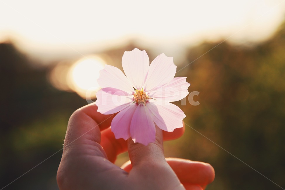 가을,코스모스,꽃,노을,역광,빛,꽃잎,식물,자연,plants,nature,꽃,flower