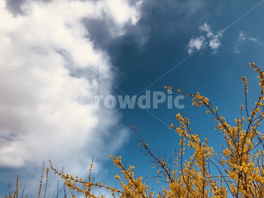 개나리,봄,하늘,파란하늘,하늘배경,개나리배경,개나리꽃,봄,계절,spring,season,자연,풍경,nature,landscape,outdoors,옥외