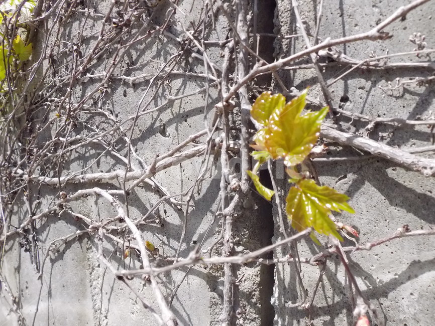 벽단풍잎,초록,계절,봄,식물,자연,새싹,힐링,spring,넝쿨,nature,잎,햇빛,벽,식물,자연,plants,nature