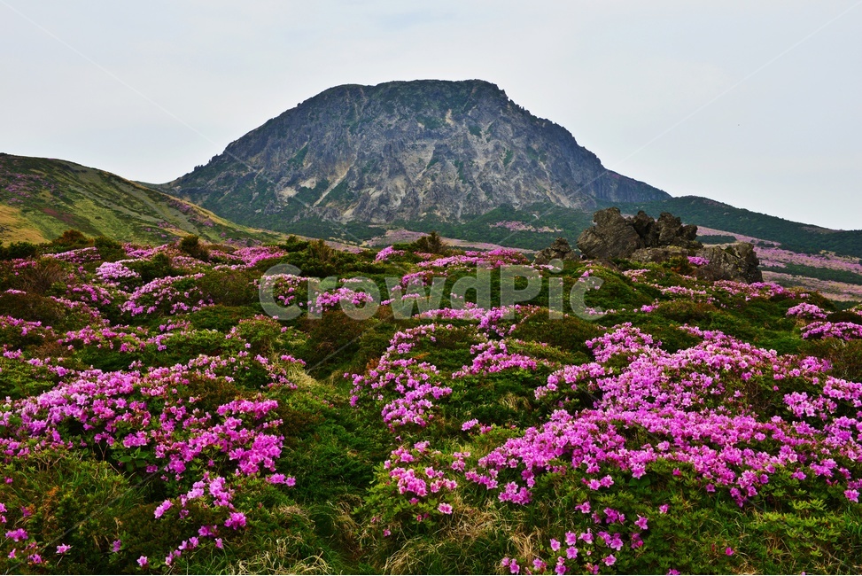 제주,한라산,한라산철쭉,한라산봄,봄,계절,철쭉,철쭉꽃,영실,윗세오름,언덕,plant,식물,nature,자연,outdoors,옥외,경치,경관,풍경,비경,제주비경,제주봄,자연,풍경,nature,landscape