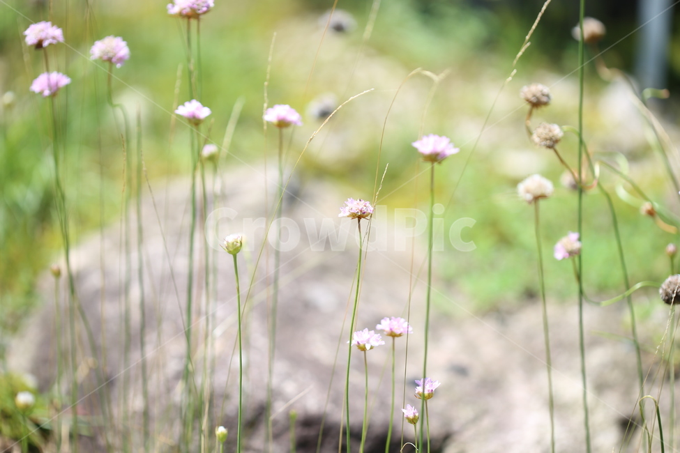 야생화,패랭이꽃,꽃,들꽃,야생,자연,생태,식물,식물,자연,plants,nature,꽃,flower