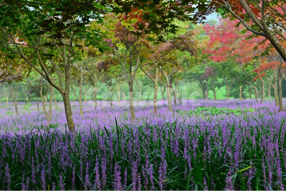 flower,blossom,꽃,tree,나무,plant,식물,forest,숲,nature,자연,woodland,삼림지,vegetation,초목,outdoors,옥외,화순,만연산,산림공원,맥문동,맥문동꽃,맥문동군락지