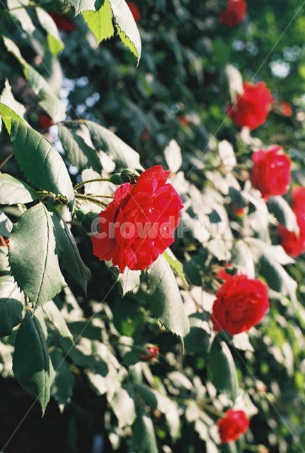 장미,rose,꽃,덩쿨,하늘,자연,여름,사랑,보케,식물,자연,plants,nature,꽃,flower