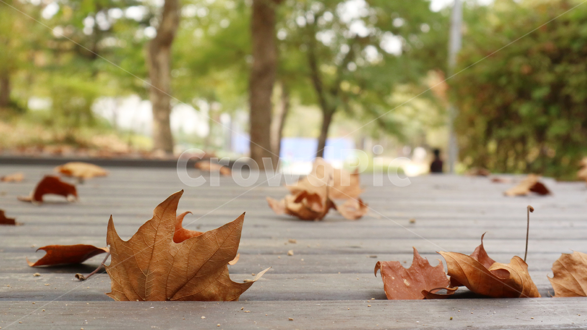 leaf,잎,plant,식물,tree,나무,가을,autumn,자연,landscape,낙엽