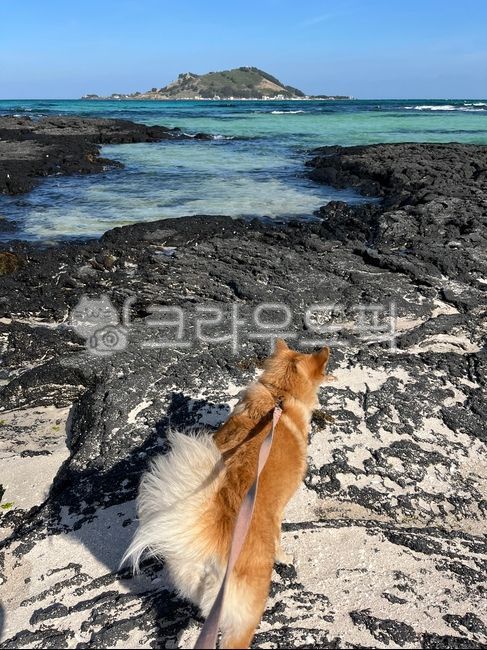 제주도,비양도,해변,바닷가,반려견,산책,누렁이,진도개,진돗개,dog,kdog,바위,pet,애완동물,sea,nature,바다
