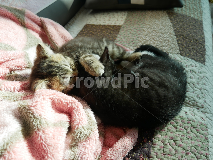 고양이,개냥이,아기고양이,아기냥이,귀여운,동물,동물,animal,포유류,mammal,고양이,cat,kitten,kitty