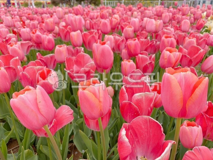 분홍색꽃,분홍튤립,plant,식물,flower,꽃